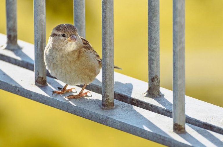 Vogelfreundlicher Garten