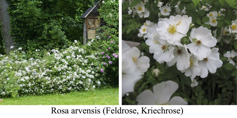 Rosengarten im Mai 2025