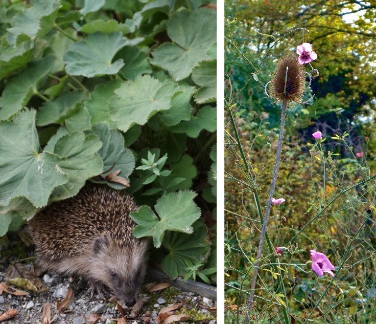 Neues aus dem Rosengarten im November 2025 Neues aus dem Rosengarten im November 2025