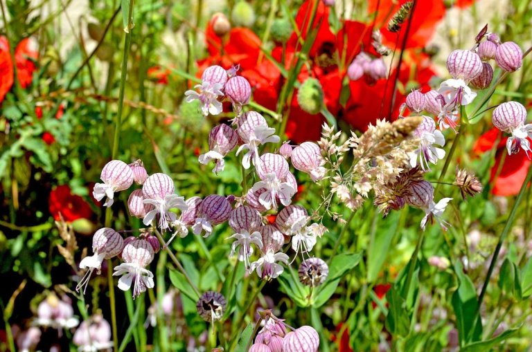 Kostenlose Gartenberatung