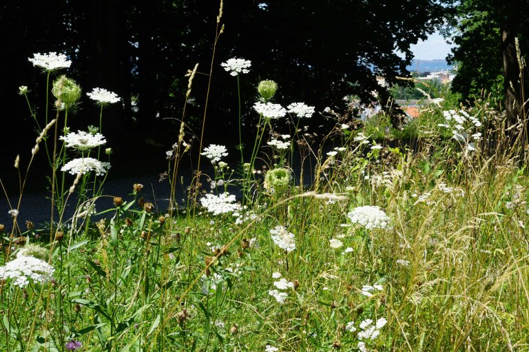 Rosengarten im August 2026