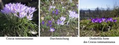 GKI_Wildkrokusse im Rosengarten GKI_Wildkrokusse im Rosengarten
