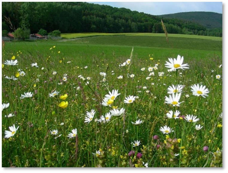 Blühflächenkonzept