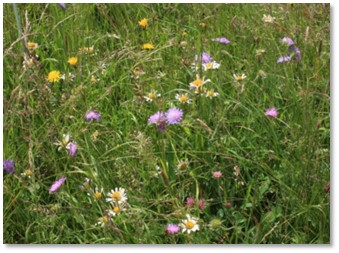 Blühflächenkonzept Blühflächenkonzept