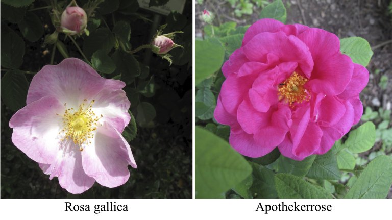 Nachrichten aus dem Rosengarten im März Nachrichten aus dem Rosengarten im März